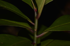 Psidium cattleyanum