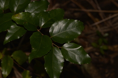 Xylosma maidenii