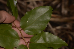 Xylosma maidenii
