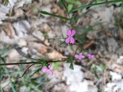 Dianthus armeria