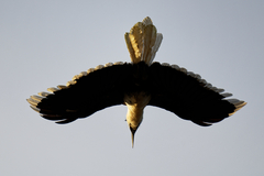 Berenicornis comatus