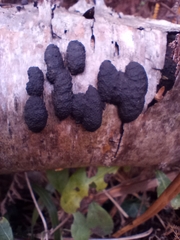 Jackrogersella multiformis