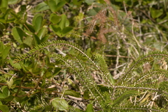 Melaleuca howeana