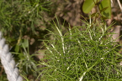 Cassinia tenuifolia