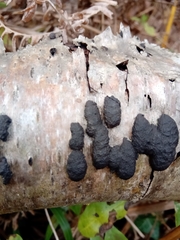 Jackrogersella multiformis