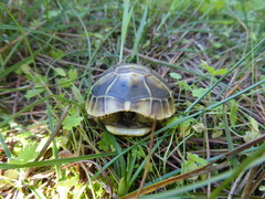 Testudo hermanni