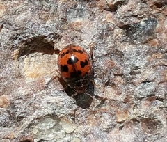 Subcoccinella vigintiquatuorpunctata