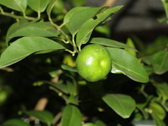 Citrus depressa