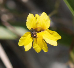 Diphucrania
