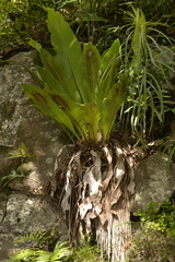Asplenium goudeyi