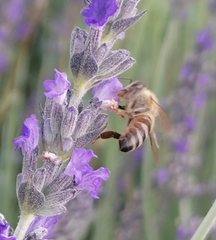 Apis mellifera capensis