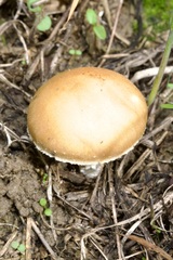 Stropharia coronilla