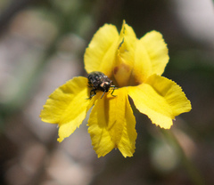 Diphucrania