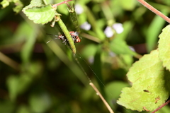 Pyrrhopeplus carduelis