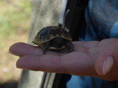 Testudo hermanni