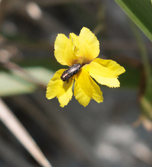Diphucrania