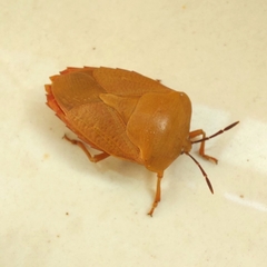 Tessaratoma papillosa