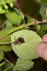 Pyrrhopeplus carduelis