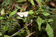 Timandra stueningi