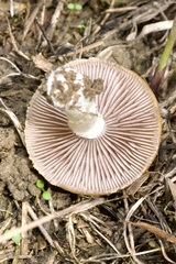 Stropharia coronilla