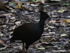 Megapodius reinwardt