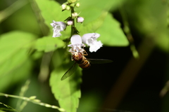Episyrphus balteatus