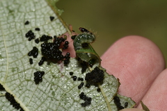 Haritalodes derogata