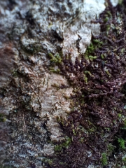 Frullania dilatata