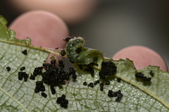 Haritalodes derogata