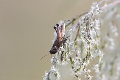 Melanoplus scudderi