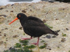 Haematopus fuliginosus