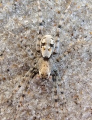 Arctosa perita