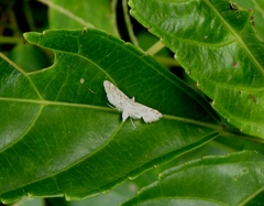 Parapoynx diminutalis