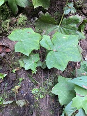 Hydrophyllum canadense