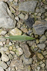 Atractomorpha sinensis