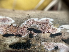 Ceriporia purpurea