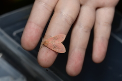 Miltochrista miniata