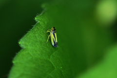 Evacanthus interruptus