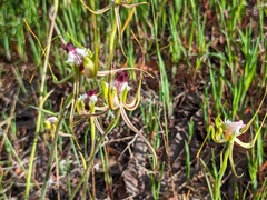 Caladenia tentaculata