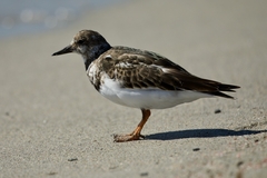 Arenaria interpres interpres