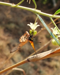 Acraea horta