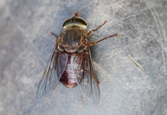 Scaptia abdominalis