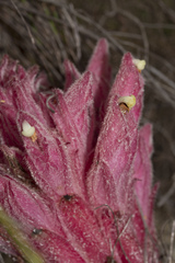 Hyobanche thinophila