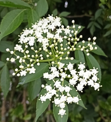 Sambucus nigra