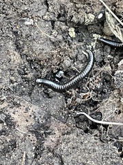 Ommatoiulus moreleti