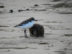 Charadrius ruficapillus