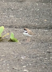 Charadrius collaris