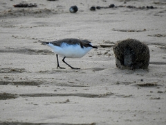 Charadrius ruficapillus