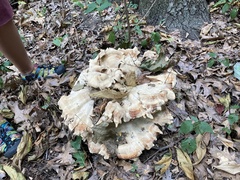 Bondarzewia berkeleyi