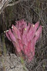 Hyobanche thinophila